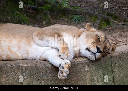 Lioness che poggia su una pietra Foto Stock