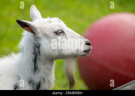 Una capra bianca che riposa nella fattoria Foto Stock