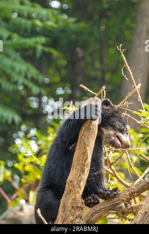 Un orso cucciolo delle Ande che arrampica un albero Foto Stock