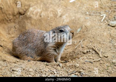 Un cane della prateria che esce dal suo buco Foto Stock