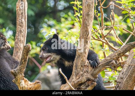 Un orso cucciolo delle Ande che arrampica un albero Foto Stock