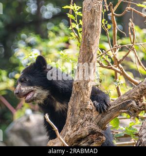 Un orso cucciolo delle Ande che arrampica un albero Foto Stock