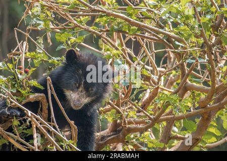 Un orso cucciolo delle Ande che arrampica un albero Foto Stock