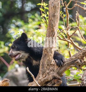 Un orso cucciolo delle Ande che arrampica un albero Foto Stock