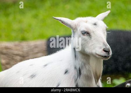 Una capra bianca che riposa nella fattoria Foto Stock