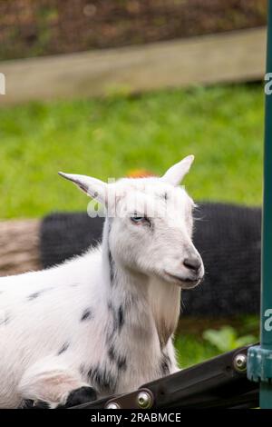 Una capra bianca che riposa nella fattoria Foto Stock