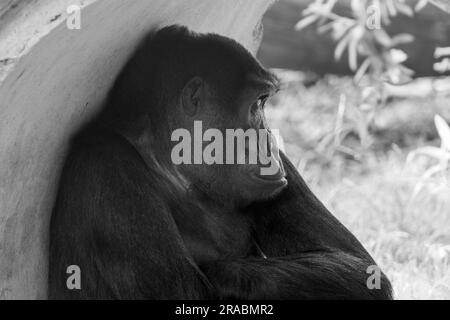 Un Gorilla della Lowland Occidentale che guarda fuori Foto Stock