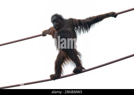 Orangutan Climbing Rope in the Air Foto Stock