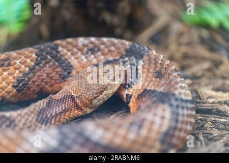 Ritratto di un serpente a spirale Foto Stock