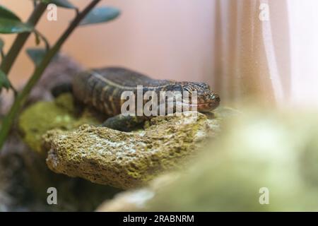 Primo piano di una lucertola placcata africana a riposo Foto Stock