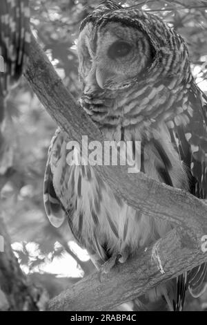 Foto isolata di un gufo barrato Foto Stock