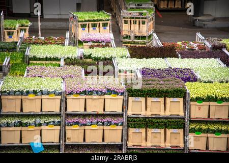 Fioriere all'asta floreale Flora Holland nei Paesi Bassi Foto Stock