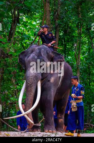 Thailandia. 2 luglio 2023. Giro in Mahout con elefante tailandese "Sak Surin" presso l'ospedale degli elefanti di Lampang. Un elefante malato che si presume non sia stato ben curato in Sri Lanka. "Sak Surin" è uno dei tre elefanti che il governo reale tailandese ha donato al governo dello Sri Lanka dal 2001. Credito: SOPA Images Limited/Alamy Live News Foto Stock