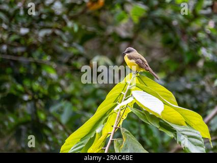 Tyrannus melancholicus Foto Stock