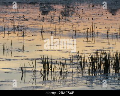 Il sole tramonta sul lago Jean nel Ricketts Glen State Park a Benton, Pennsylvania. Foto Stock