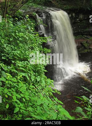 Le cascate Harrison Wright cadono nel Ricketts Glen State Park a Benton, Pennsylvania. Foto Stock