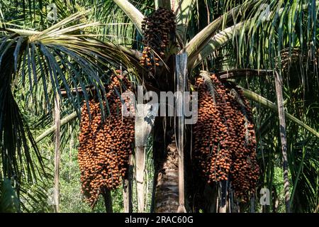 Palma Moriche (mauritia flexuosa). Giungla peruviana, amazzonia, Tingo Maria, Huanuco, Perù. Foto Stock