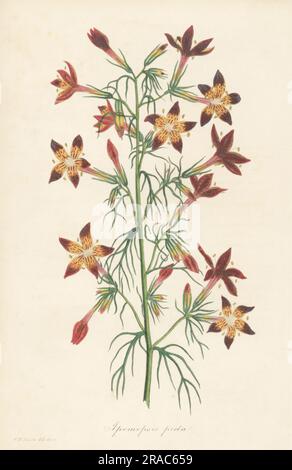 Texas plume, Ipomopsis rubra. Originaria dell'America sud-orientale, introdotta per la prima volta dalla Carolina nel 1726. Ipomosi dipinta, Ipomopsis picta. Illustrazione botanica a mano disegnata e incisa da Frederick William Smith del Joseph Paxton's Magazine of Botany, and Register of Flowering Plants, volume 1, Orr and Smith, Londra, 1834. Foto Stock