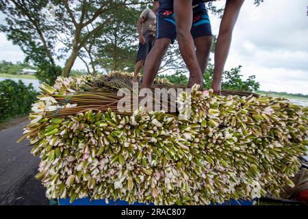 Gli agricoltori caricano gambi di gigli d'acqua su un camion sulla riva di Char Nimtolar Beel a Sirajdikhan upazila di Munshiganj per mandarli al mercato della cucina Foto Stock