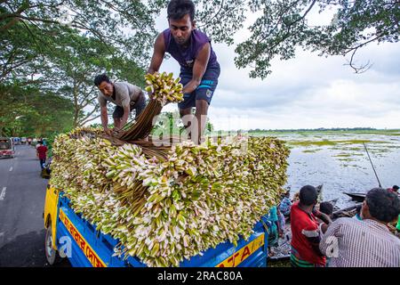 Gli agricoltori caricano gambi di gigli d'acqua su un camion sulla riva di Char Nimtolar Beel a Sirajdikhan upazila di Munshiganj per mandarli al mercato della cucina Foto Stock