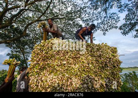 Gli agricoltori caricano gambi di gigli d'acqua su un camion sulla riva di Char Nimtolar Beel a Sirajdikhan upazila di Munshiganj per mandarli al mercato della cucina Foto Stock