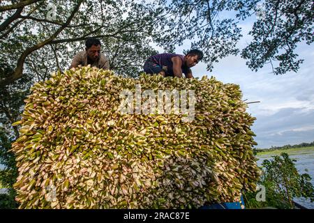 Gli agricoltori caricano gambi di gigli d'acqua su un camion sulla riva di Char Nimtolar Beel a Sirajdikhan upazila di Munshiganj per mandarli al mercato della cucina Foto Stock