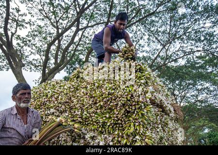 Gli agricoltori caricano gambi di gigli d'acqua su un camion sulla riva di Char Nimtolar Beel a Sirajdikhan upazila di Munshiganj per mandarli al mercato della cucina Foto Stock