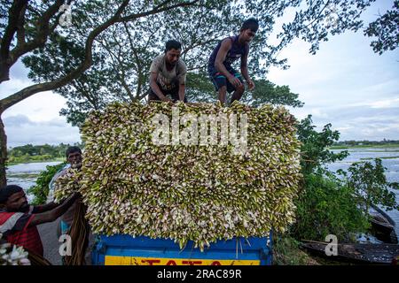 Gli agricoltori caricano gambi di gigli d'acqua su un camion sulla riva di Char Nimtolar Beel a Sirajdikhan upazila di Munshiganj per mandarli al mercato della cucina Foto Stock