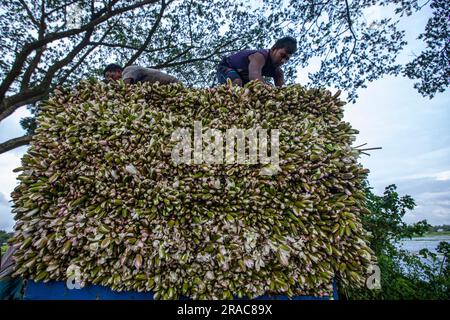 Gli agricoltori caricano gambi di gigli d'acqua su un camion sulla riva di Char Nimtolar Beel a Sirajdikhan upazila di Munshiganj per mandarli al mercato della cucina Foto Stock