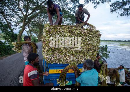 Gli agricoltori caricano gambi di gigli d'acqua su un camion sulla riva di Char Nimtolar Beel a Sirajdikhan upazila di Munshiganj per mandarli al mercato della cucina Foto Stock