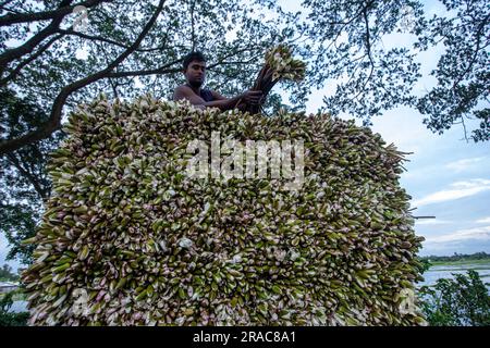 Gli agricoltori caricano gambi di gigli d'acqua su un camion sulla riva di Char Nimtolar Beel a Sirajdikhan upazila di Munshiganj per mandarli al mercato della cucina Foto Stock