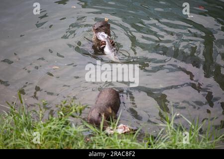 Una lontra di fronte alla telecamera morde il pesce mentre l'altra lontra sta mangiando vicino alla roccia. Foto Stock