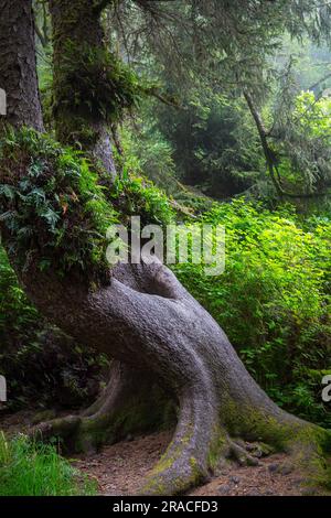 Sono venuto da uno Strange Tree nella foresta Foto Stock