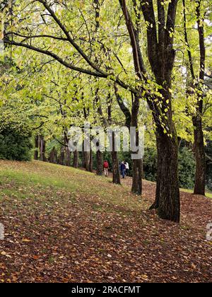 Daylesford Australia / colori autunnali e alberi di olmo inglesi nei giardini botanici di Daylesford. Foto Stock