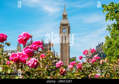 Vista della torre dell'orologio del Big Ben sopra i fiori sulla riva opposta del fiume. Londra, Inghilterra Foto Stock