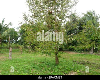 Durian frutto su albero in un'area agricola tropicale, frutta puzzolente con delizioso gusto in Thailandia Foto Stock