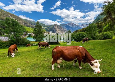 Mucche sul verde pascolo come piccolo lago di Brusson e montagne sotto il cielo azzurro sullo sfondo in Valle d'Aosta, Italia. Foto Stock