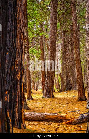 Burnt sequoia Tree nella California National Park Forest. Corteccia parzialmente bruciata da una sequoia. Corteccia Black Burnt Tree nel Sequoia National Park. Foto Stock