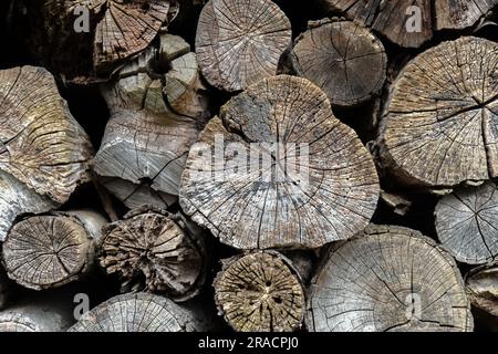 Sfondo dei log tagliati. Palo di natura segato legno alberi texture. Tronchi di alberi, legno di fondo. Industria del legno messo insieme. Decorazione di alberi da taglio tondi anelli annuali con strisce di varie dimensioni Foto Stock