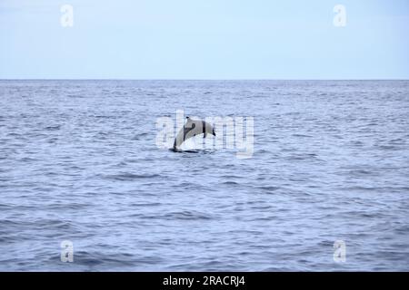 Felice delfino selvatico pantropicale macchiato, Stenella attenuata, salta libero vicino a una barca di avvistamento delle balene nel mezzo della costa del Pacifico, Costa Rica Foto Stock