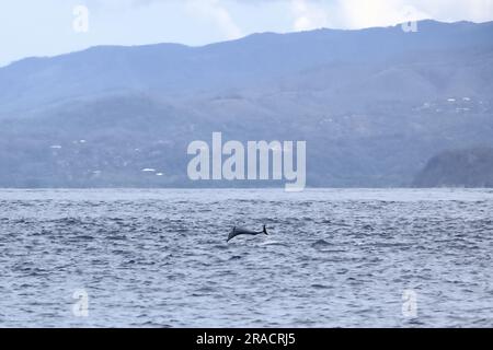 Felice delfino selvatico pantropicale macchiato, Stenella attenuata, salta libero vicino a una barca di avvistamento delle balene nel mezzo della costa del Pacifico, Costa Rica Foto Stock