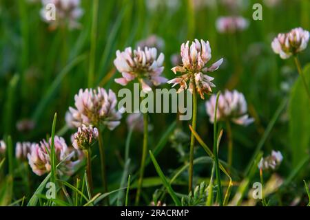 Fiori di trifoglio bianco. Piante perenni Fabaceae. Aprile-luglio è la stagione della fioritura, ed è anche un mangime, concime verde e nettare pianta. Foto Stock