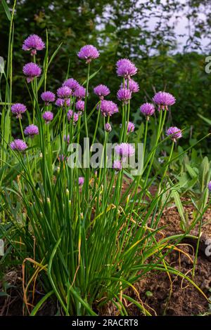 Vista ravvicinata dei germogli e dei fiori viola emergenti sulle piante di erba cipollina commestibili allium schoenoprasum. Foto Stock