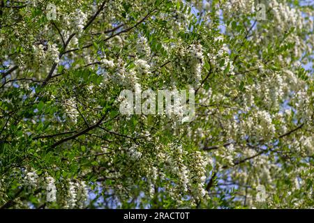 Abbondante fiore ramo di acacia di Robinia pseudoacacia, falsa acacia, nero locusta vicino. Fonte di nettare per miele tenero ma fragrante. Locusta Foto Stock