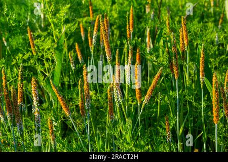 Primo piano di un prato di arancio fiorente Alopecurus aequalis, una specie comune di erba conosciuta come coda di volpe shortawn o coda di volpe arancione. Foto Stock