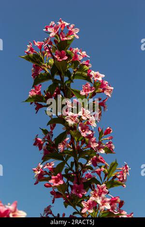 Colorato Weigela Praecox Bouquet fiori di rosa con un petali a cinque lobi, primo piano. Weigela è un arbusto deciduo, ornamentale e fiorito, giardino popolare Foto Stock