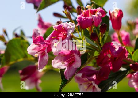 Colorato Weigela Praecox Bouquet fiori di rosa con un petali a cinque lobi, primo piano. Weigela è un arbusto deciduo, ornamentale e fiorito, giardino popolare Foto Stock