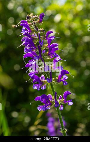 La salvia pratensis, il clario di prato o salvia di prato, è una specie di pianta fiorita della famiglia delle Lamiaceae, originaria dell'Europa, dell'Asia occidentale e del nord Foto Stock