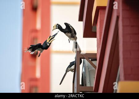 Due maschi Oriental Pied Hornbils Jostle per posizione su una sporgenza finestra in una proprietà immobiliare pubblica, Singapore Foto Stock