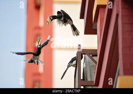 Due maschi Oriental Pied Hornbils Jostle per posizione su una sporgenza finestra in una proprietà immobiliare pubblica, Singapore Foto Stock